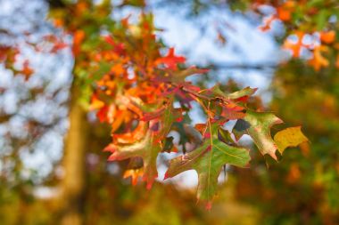 Sonbaharda yapraklar ve ağaçlar gökyüzü ve güneş ile Versailles park
