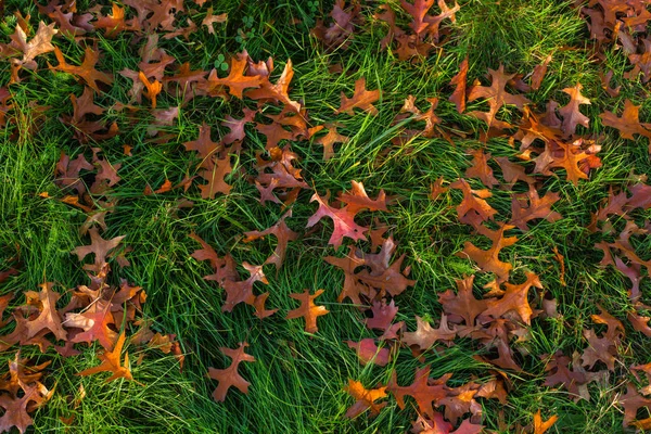 Folhas e árvores de outono no parque de Versalhes — Fotografia de Stock