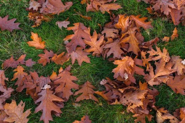 Feuilles et arbres d'automne dans le parc Versailles — Photo