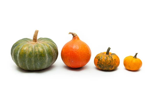 Colorful pumpkin and squash, Red Kuri, Kabocha, — Stock Photo, Image
