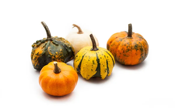 Calabaza colorida y calabaza — Foto de Stock