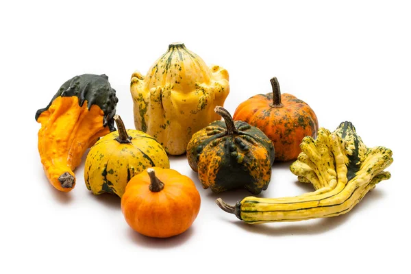 Colorful Pumpkin Squash White Background — Stock Photo, Image