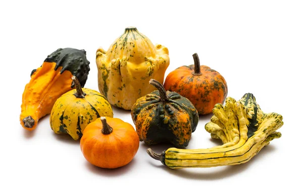 Colorful Pumpkin Squash White Background — Stock Photo, Image