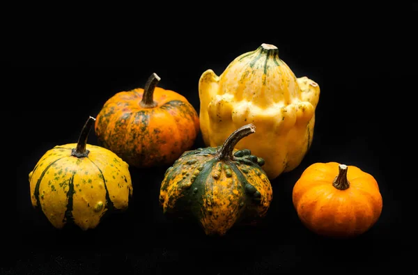 Färgglada Pumpa Och Squash Svart Bakgrund — Stockfoto