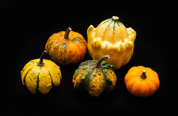 Colorful pumpkin and squash — Stock Photo, Image