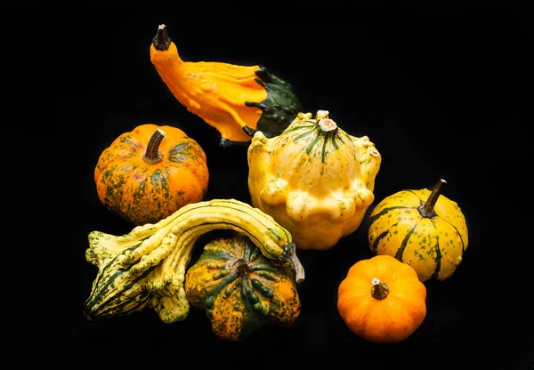 Colorful pumpkin and squash — Stock Photo, Image