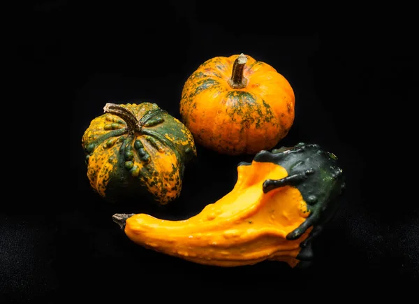 Colorful Pumpkin Squash Black Background — Stock Photo, Image