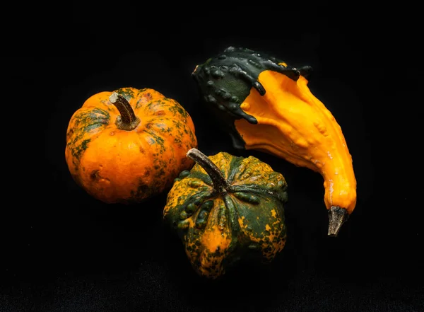 Colorful pumpkin and squash — Stock Photo, Image