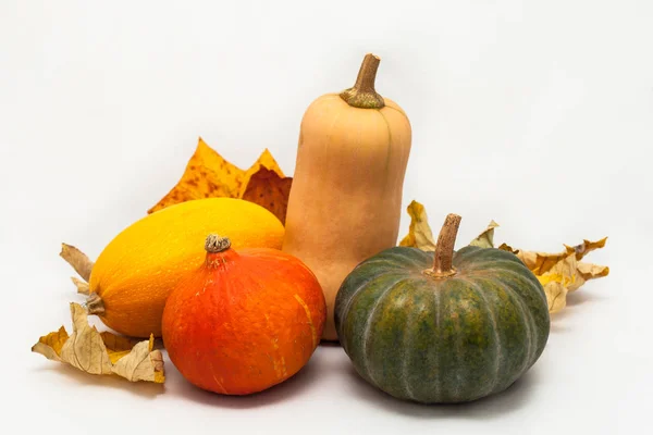 Colorful pumpkin and squash, Red Kuri, Kabocha, Butternut, Spaghetti — Stock Photo, Image