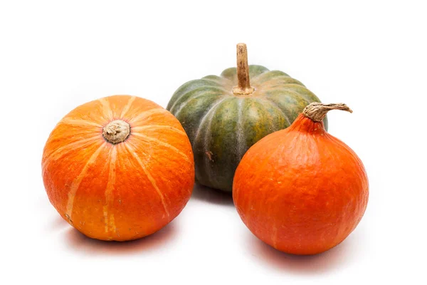 Colorful pumpkin and squash, Red Kuri, Kabocha, — Stock Photo, Image