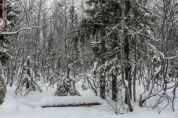 Träd under snö, vinterpark vid Nord — Stockfoto