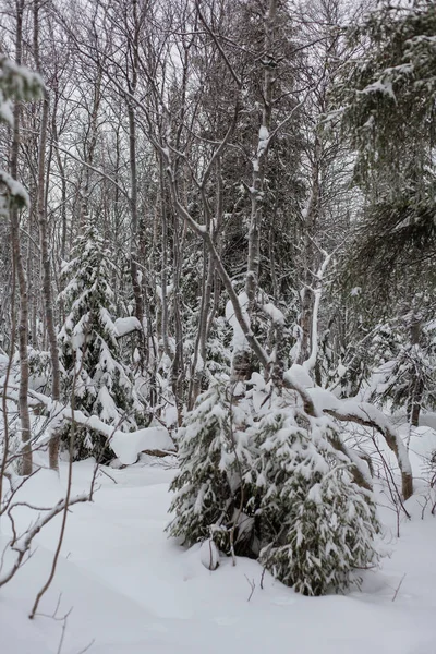 Дерева під снігом, зимовий парк на Норді. — стокове фото