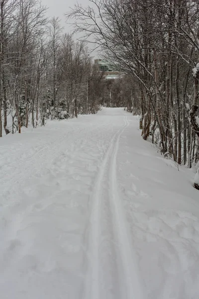 Träd under snö, vinterpark vid Nord — Stockfoto