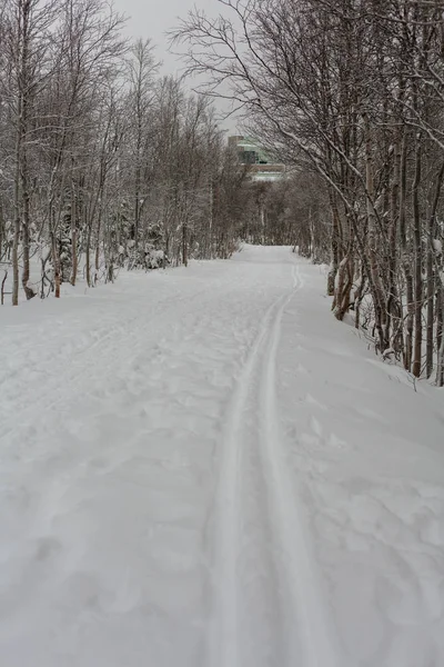 Árboles bajo la nieve, parque de invierno en Nord —  Fotos de Stock