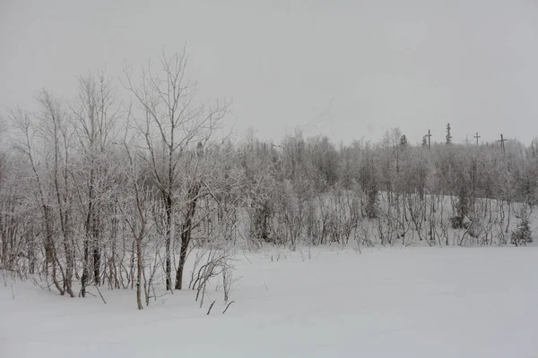 Stromy pod sněhem, zimní park na severu — Stock fotografie
