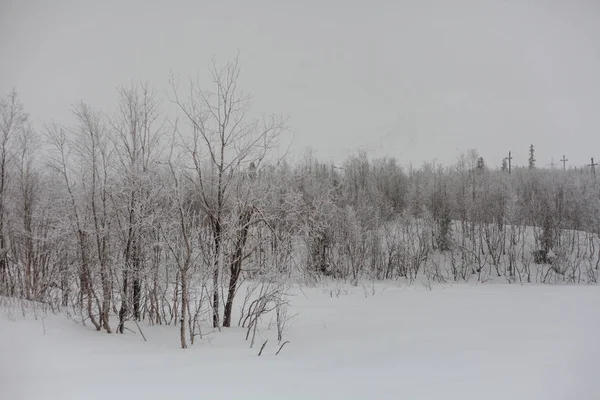 Träd under snö, vinterpark vid Nord — Stockfoto