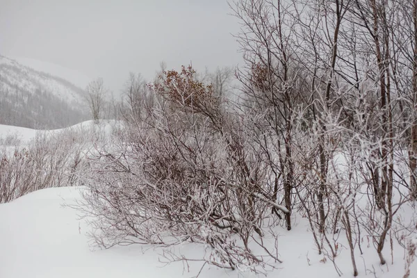 Árboles bajo la nieve, parque de invierno en Nord —  Fotos de Stock