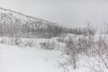 Kar altındaki ağaçlar, Nord 'daki kış parkı.