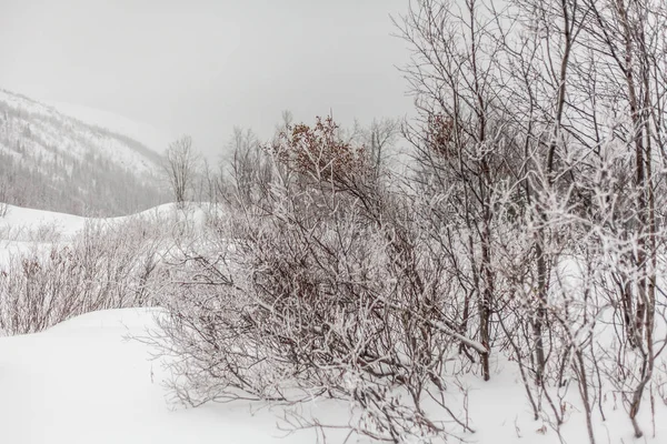 Träd under snö, vinterpark vid Nord — Stockfoto