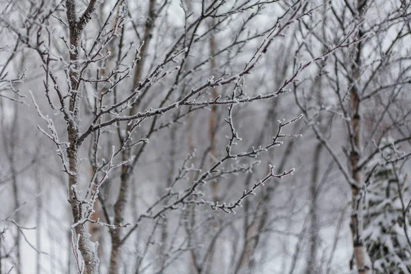 Trees under snow, winter park at Nord — Stock Photo, Image