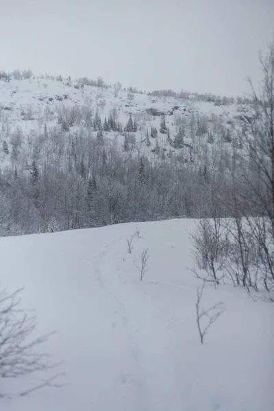 Stromy pod sněhem, zimní park na severu — Stock fotografie