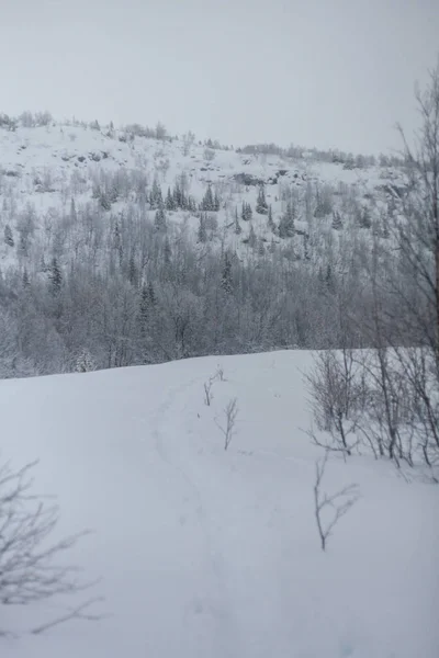 Träd under snö, vinterpark vid Nord — Stockfoto