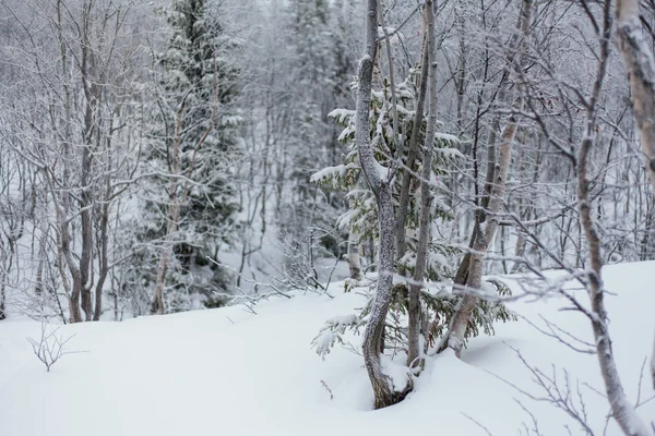 Träd under snö, vinterpark vid Nord — Stockfoto