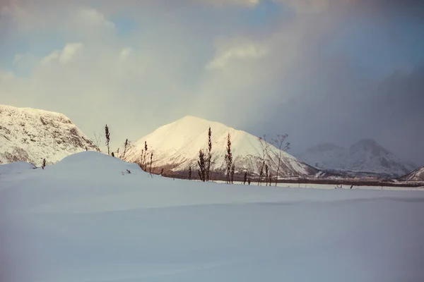 눈덮인 울리 와 노 르에 마른 풀 이 있는 모습 — 스톡 사진
