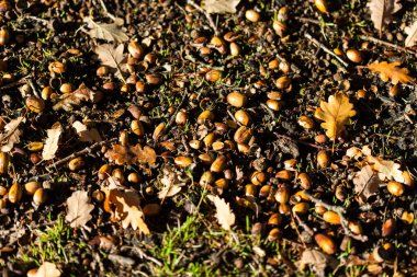 Sonbahar ormanlarında meşe palamutları düşer.