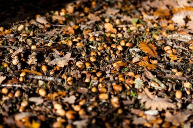 Sonbahar ormanlarında meşe palamutları düşer.