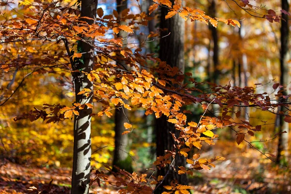 Золотые листья деревьев в осеннем лесу — стоковое фото