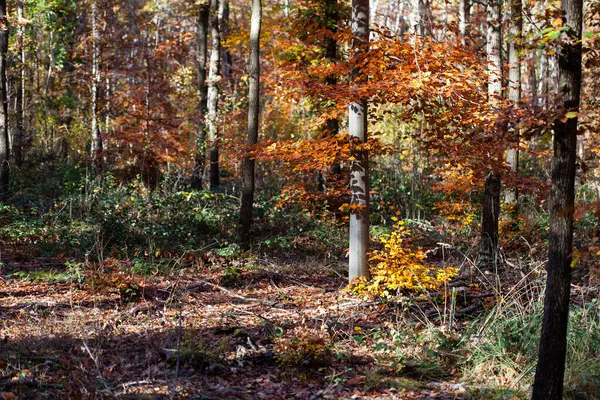 Folhas douradas de árvores na floresta de outono — Fotografia de Stock