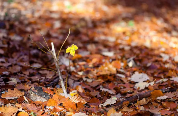 Folhas douradas de árvores na floresta de outono — Fotografia de Stock