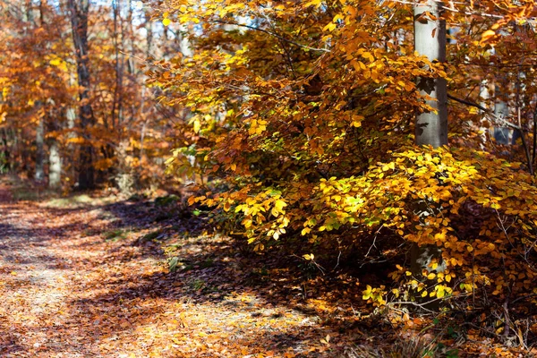 Золотые листья деревьев в осеннем лесу — стоковое фото