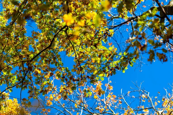 Foglie d'oro sul cielo blu nella foresta autunnale — Foto Stock