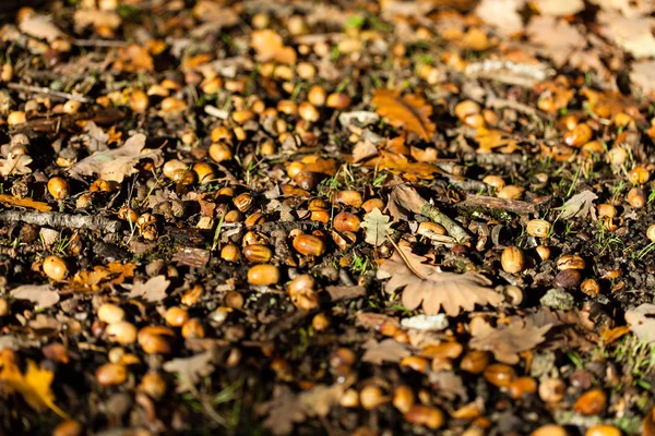 Bolotas de carvalho caem na floresta de outono — Fotografia de Stock