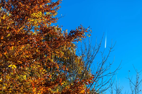 Gouden bladeren aan de blauwe hemel in het herfstbos — Stockfoto