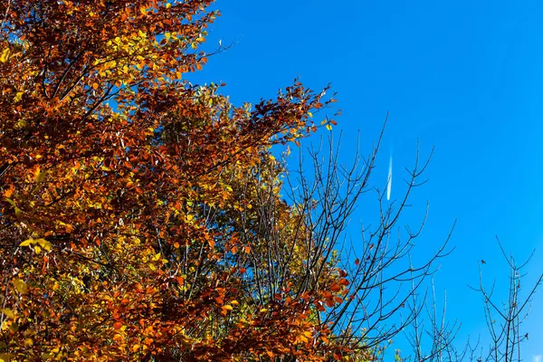 Folhas douradas no céu azul na floresta de outono — Fotografia de Stock