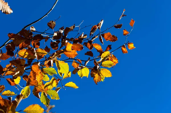 Folhas douradas no céu azul na floresta de outono — Fotografia de Stock