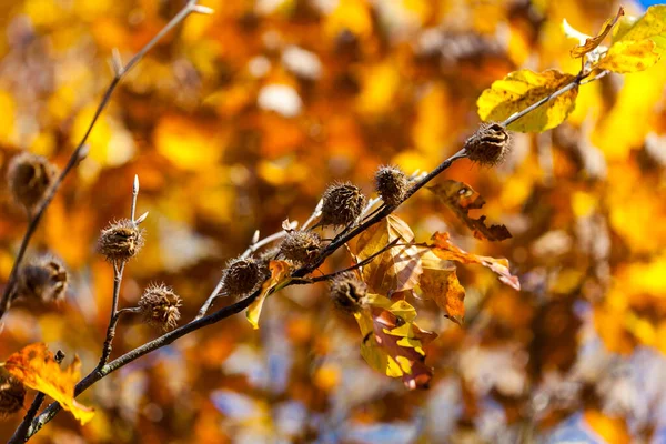 Folhas douradas no céu azul na floresta de outono — Fotografia de Stock