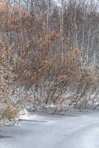 Snow flakes on leafs, frozen lake, beginning of whinter — Stock Photo, Image