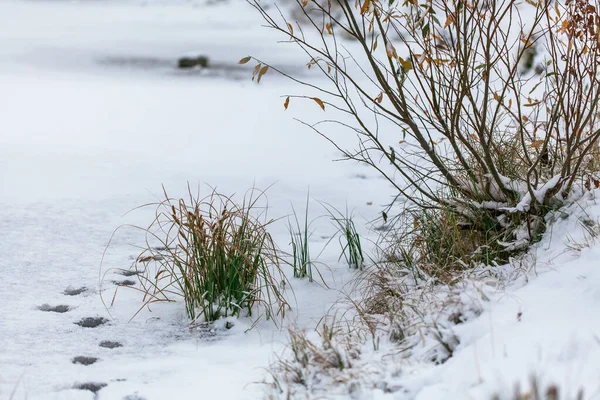 Fulgi de zăpadă pe frunze, lac înghețat, începutul iernii — Fotografie, imagine de stoc