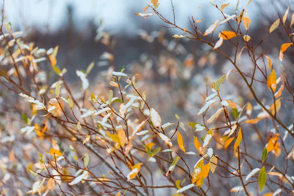 Copos de nieve en las hojas, comienzo del whinter en el bosque —  Fotos de Stock