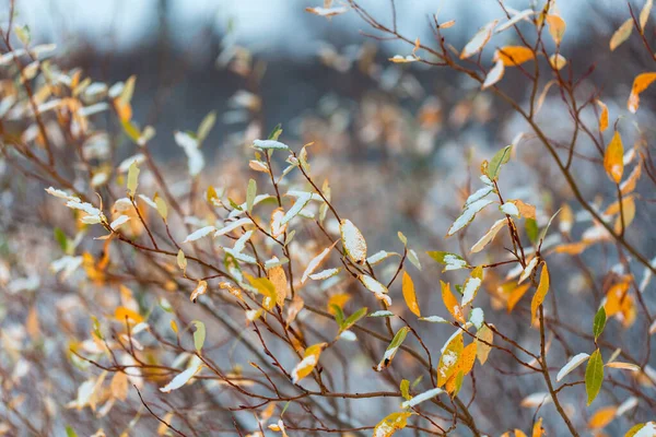Fiocchi di neve su foglie, inizio di piagnisteo in foresta — Foto Stock