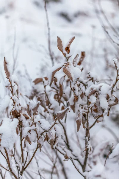 Copos de nieve en las hojas, comienzo del whinter en el bosque — Foto de Stock