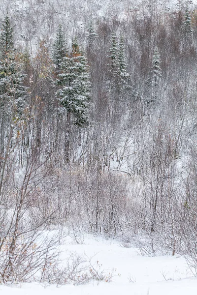 Yaprakların üzerindeki kar taneleri, ormanda inlemenin başlangıcı.