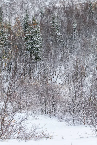 Snö flingor på blad, början av whinter i skogen — Stockfoto