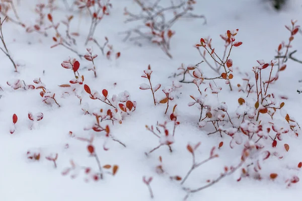 Copos de nieve en las hojas, comienzo del whinter en el bosque —  Fotos de Stock