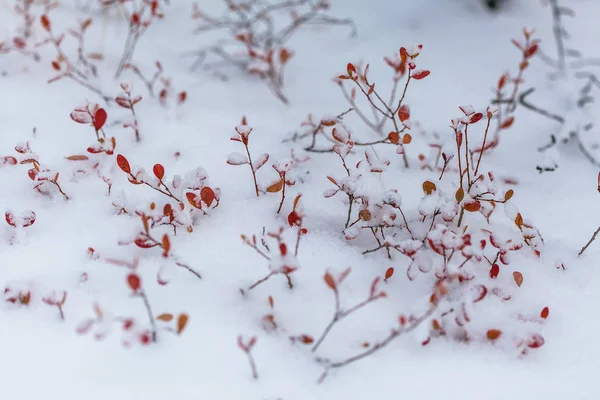 Flocons de neige sur les feuilles, début d'hiver en forêt — Photo