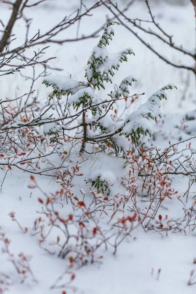 Snow flakes on leafs, beginning of whinter in forest — Stock Photo, Image